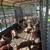 Pigs 4 thumbnail