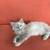 Siberian X kittens 6 thumbnail