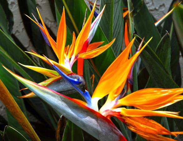 Regular Bird of Paradise 1