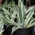CACTUS Century Plants Blue Agave or Yellow Edges 3 Gal. Pots 11 thumbnail