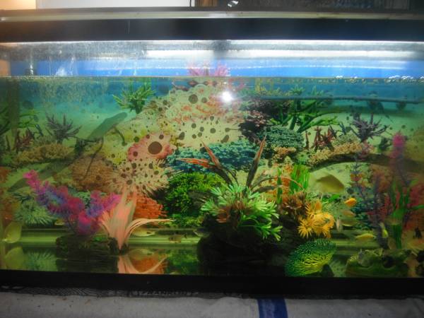 Acuario de 60 galones (CORPUS CHRISTI)63622370807939121