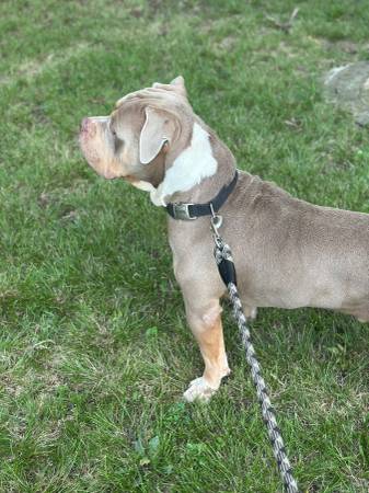 Abkc xl bully (Ponca city)63681506051971121