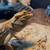 Bearded dragon 6 thumbnail