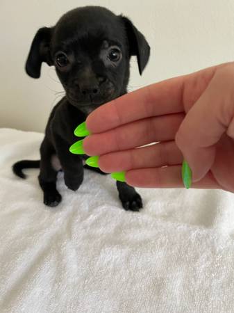 ChI PomPom (San Gabriel)529563011850577921