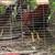 Ducks and chicken plus pigeons and doves 10 thumbnail