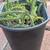 Succulent plant 3 thumbnail