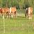 Belgian Draft Horses 6 thumbnail
