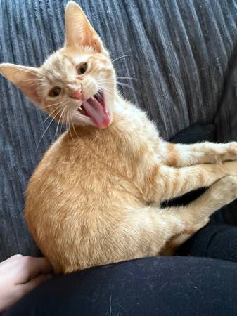 3 gatos machos63680163187715120