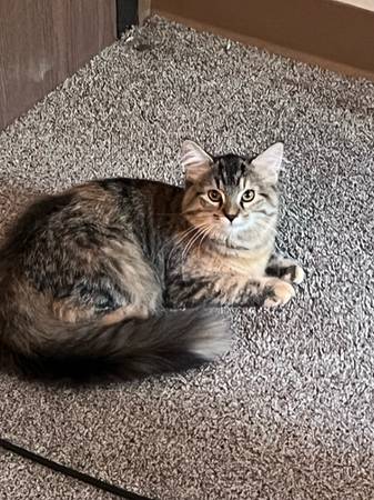 Cat $20 (Sauk Centre)63678103880321121