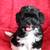 Havanese doodles (Havapoo) 1 thumbnail