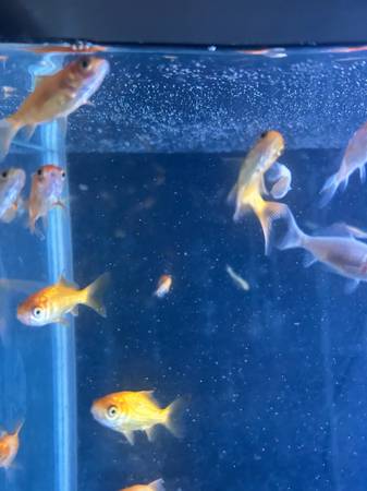 Cometa sin peces (Owosso)582694930818027521