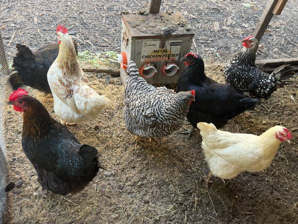 8 hens 1