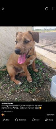 Lost Dog Reward (Killeen)63839344948225120