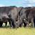HERD SELLOUT 12 Bred Cows 16 thumbnail