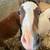 Mini horse stud colt 5 thumbnail