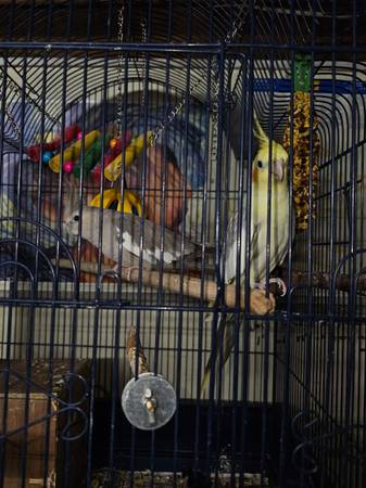 Two breeding pair and several other cockatiels 1