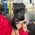 Rehoming German Shepherd/ Husky 3 thumbnail