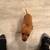 Tea Cup Chihuahua needs loving home 1 thumbnail
