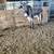 7 yr Mule Stallion 2 thumbnail