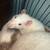 pet/feeder rats available 1 thumbnail