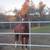 Appendix mare (quarter horse/thoroughbred) 3 thumbnail