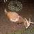 4 Nigerian Dwarf Does 9 thumbnail