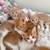 Cute Cuddly Kittens for Adoption 6 thumbnail