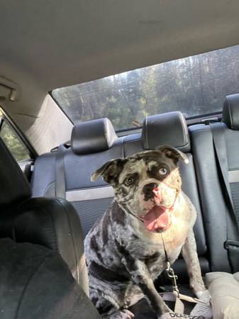 Rehoming bully (Houston)63859313934979121