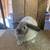 Holland Lop Rabbit 2 thumbnail