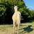 Horse AQHA Yearling Gelding  *Reduced* 5 thumbnail