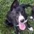 Pitsky Female for Rehome 7 thumbnail