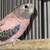 Rosy Bourke Parakeet 2 thumbnail