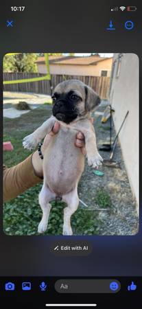 Tan pug and mini Pomeranian mix contact only if interested 1