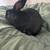 Black buck rabbit 1 thumbnail
