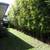 Gracilis Bamboo ~ Premier Clumping Bamboo for Privacy 4 thumbnail