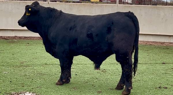 Brangus Bull Sale or Lease 1