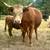 Scottish highland cattle 7 thumbnail