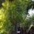 Blue bamboo plants-Bambusa chungii 4 thumbnail