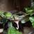 Lily white (creamsicle)  Female crested gecko 2 thumbnail