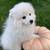 Teacup size Pom 1 thumbnail