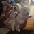 Miniature shih-poo puppies 2 thumbnail