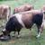 A2A2 Mini Jersey Bull 2 thumbnail