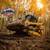Skid steer with mulcher 2 thumbnail