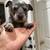 Australian cattle dog puppies 4 thumbnail