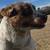 Texas Heeler - Farm / Cattle Dog 1 thumbnail