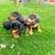 Dachshund puppies ready now 3 thumbnail
