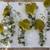 Hand made beautiful acrylic grape clusters set of 6 5 thumbnail