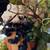Large Fall/Halloween Centerpiece 7 thumbnail