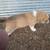 Retriever / mix 2 thumbnail