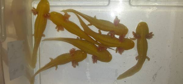Axolotl's (Tacoma)63949211668482122